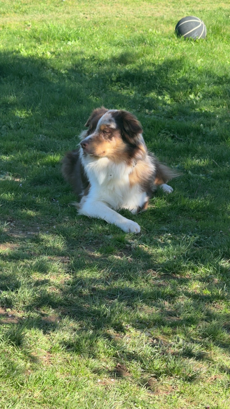 Arés du domaine de country