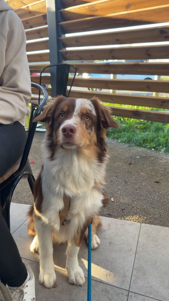 Arés du domaine de country