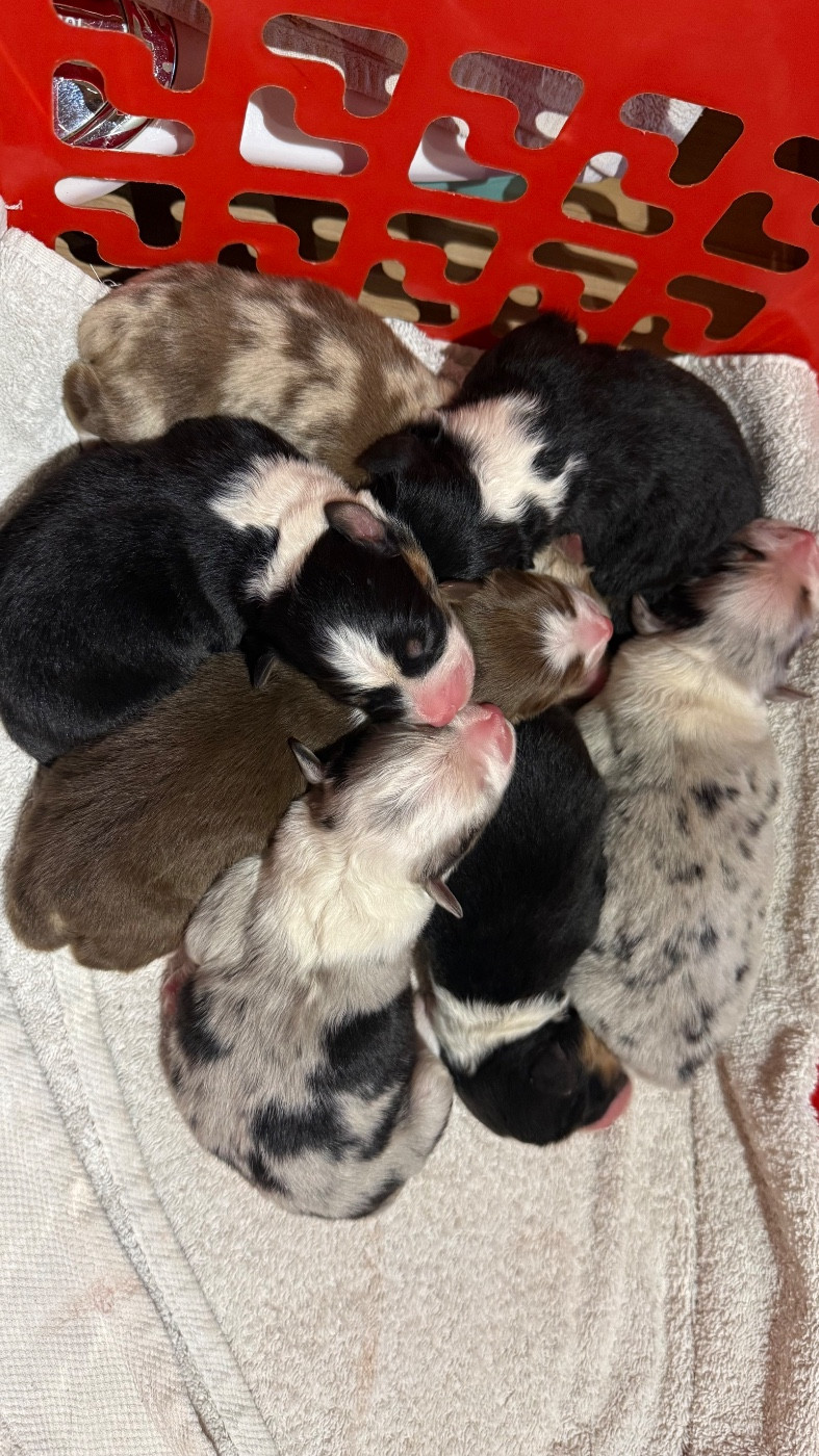 Chiot Berger Australien du domaine de country