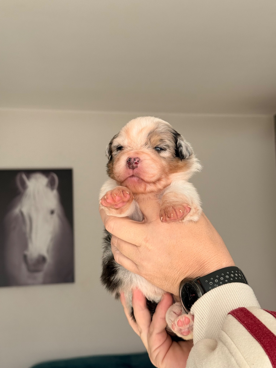 du domaine de country - Chiots disponibles - Berger Australien