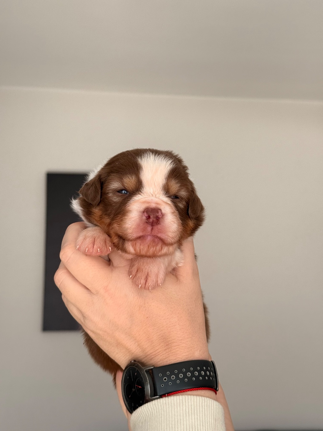 du domaine de country - Chiots disponibles - Berger Australien