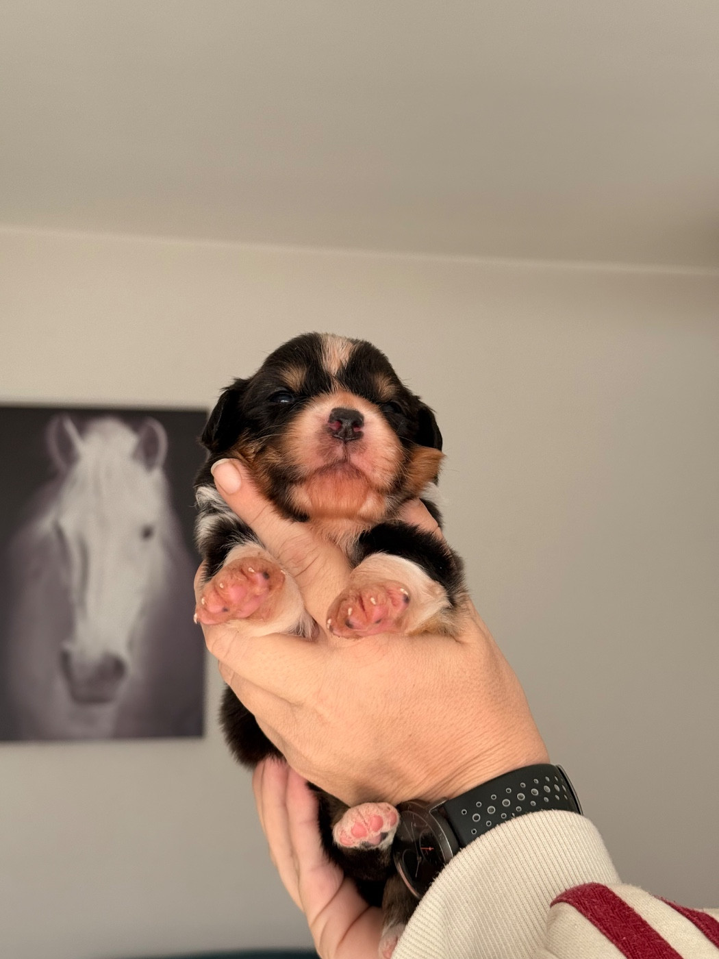 du domaine de country - Chiots disponibles - Berger Australien