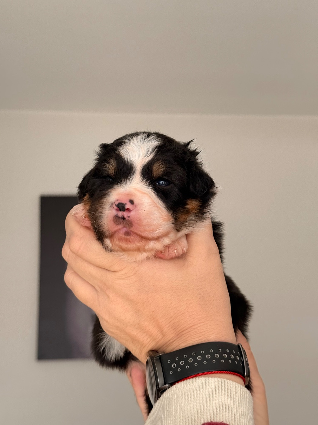 du domaine de country - Chiots disponibles - Berger Australien