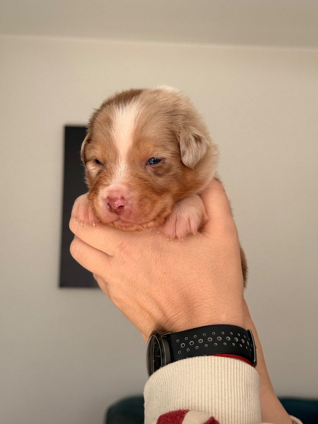 du domaine de country - Chiots disponibles - Berger Australien