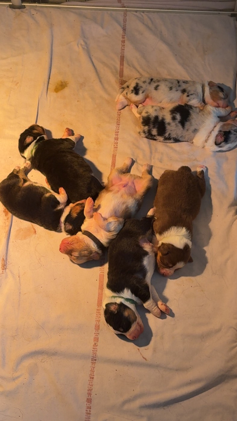 Chiot Berger Australien du domaine de country