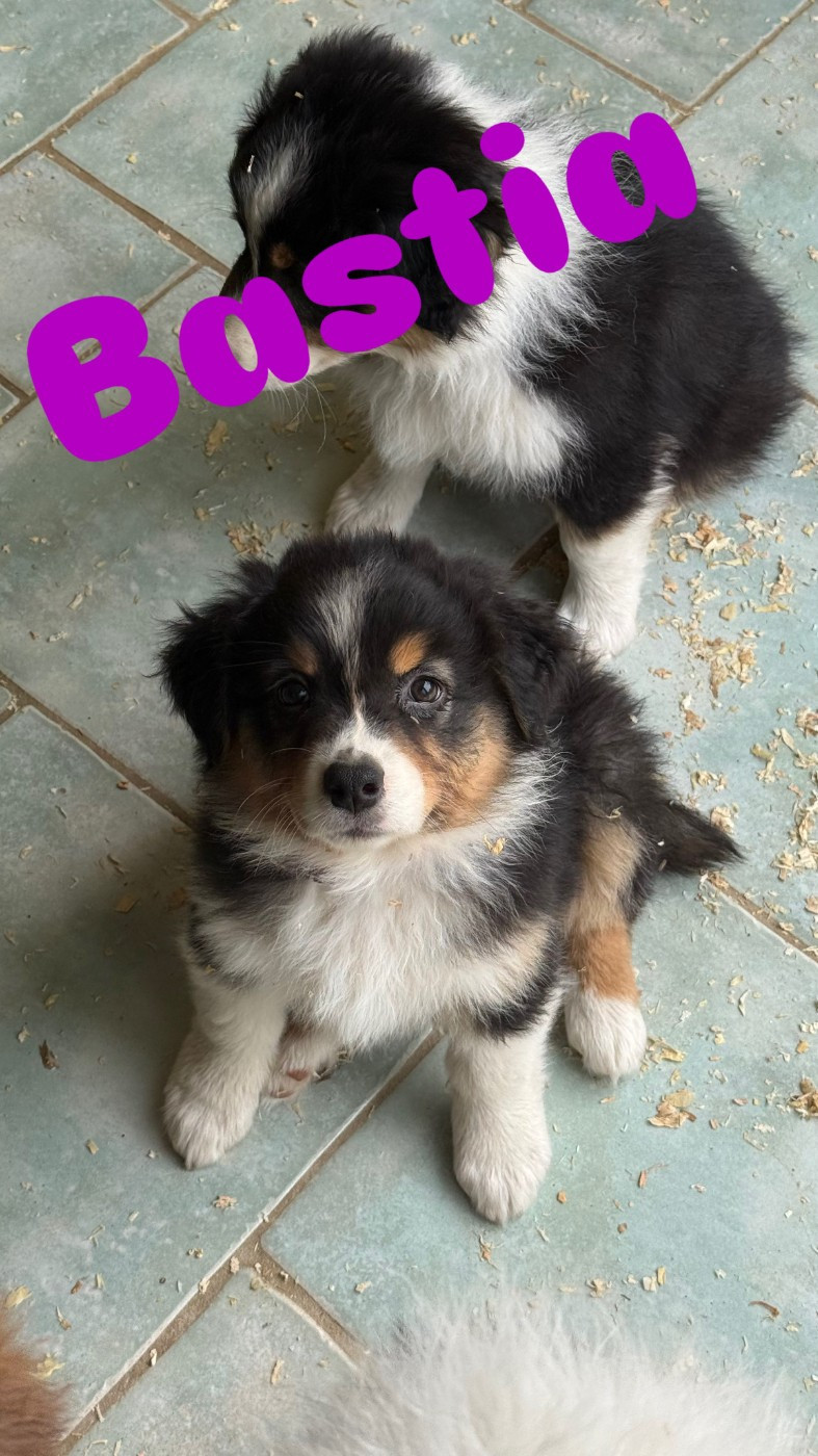 du domaine de country - Chiots disponibles - Berger Australien