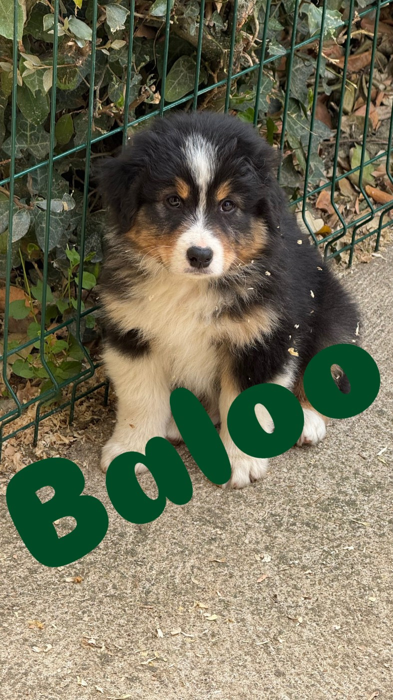 du domaine de country - Chiots disponibles - Berger Australien