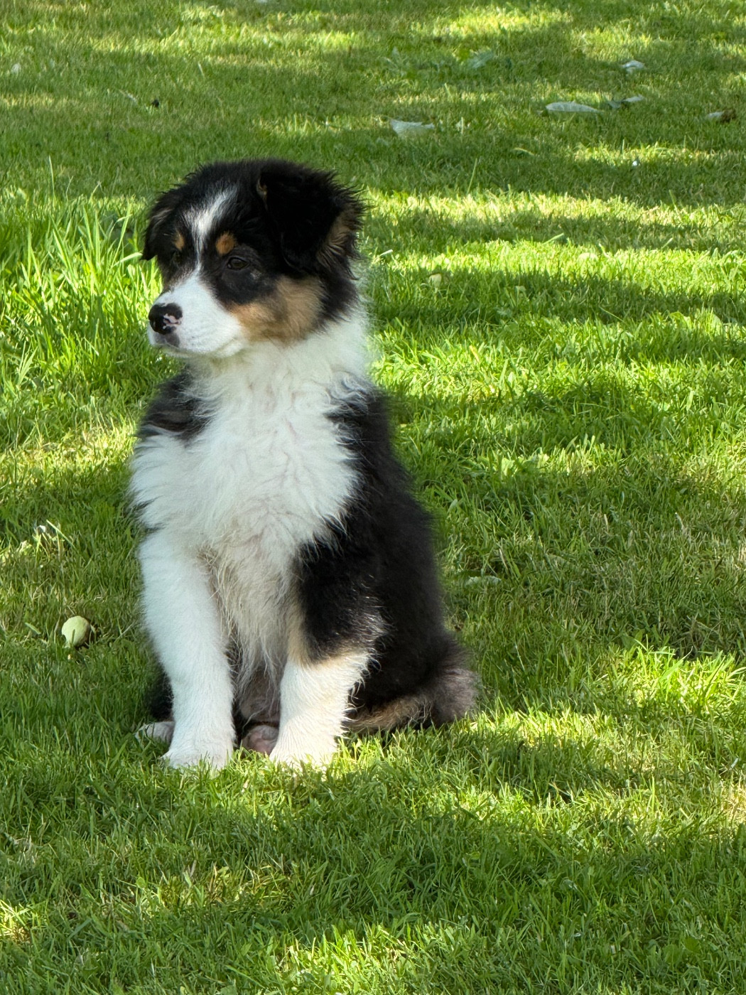 du domaine de country - Chiots disponibles - Berger Australien