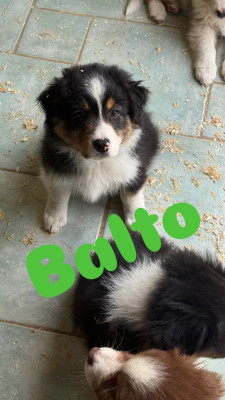 Balto