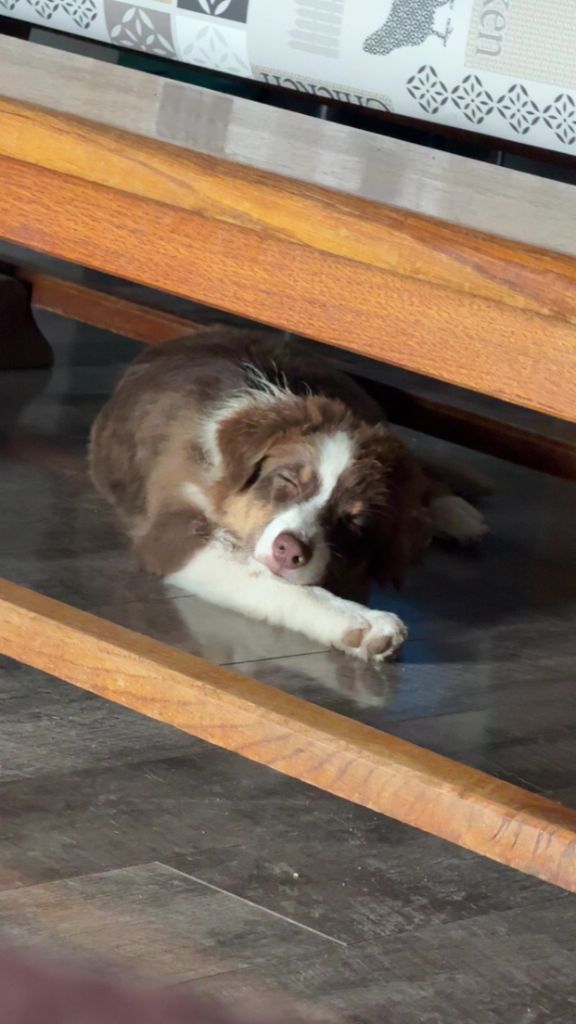 du domaine de country - Berger Australien - Portée née le 19/03/2025